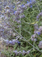 Salvia yangii