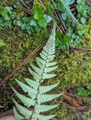Dryopteris sublacera