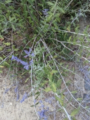 Salvia yangii