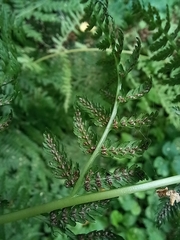 Athyrium filix-femina