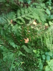 Athyrium filix-femina