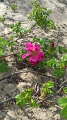 Rosa rugosa