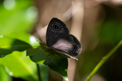 Ypthima multistriata niphonica