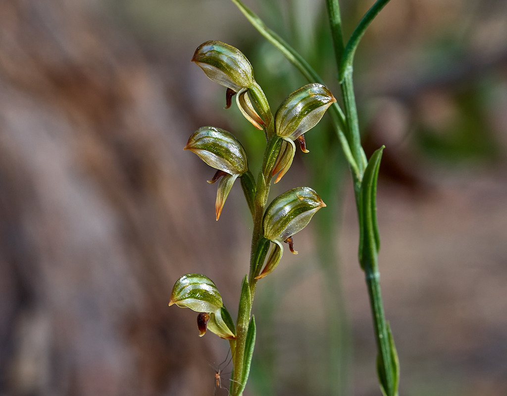 Pterostylis williamsonii