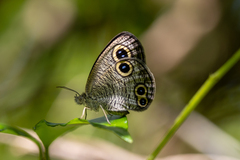 Ypthima multistriata niphonica