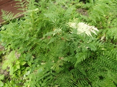 Athyrium filix-femina