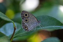 Ypthima multistriata niphonica