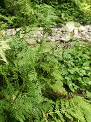 Athyrium filix-femina