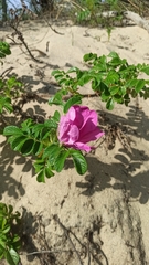 Rosa rugosa