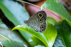 Ypthima multistriata niphonica