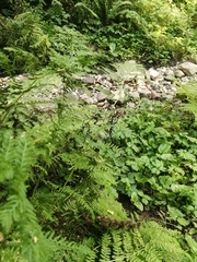 Athyrium filix-femina