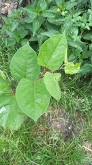Reynoutria japonica