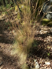 Festuca elegans