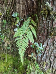 Dryopteris lachoongensis