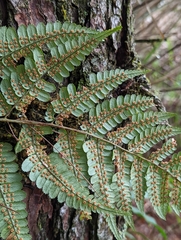 Dryopteris lachoongensis