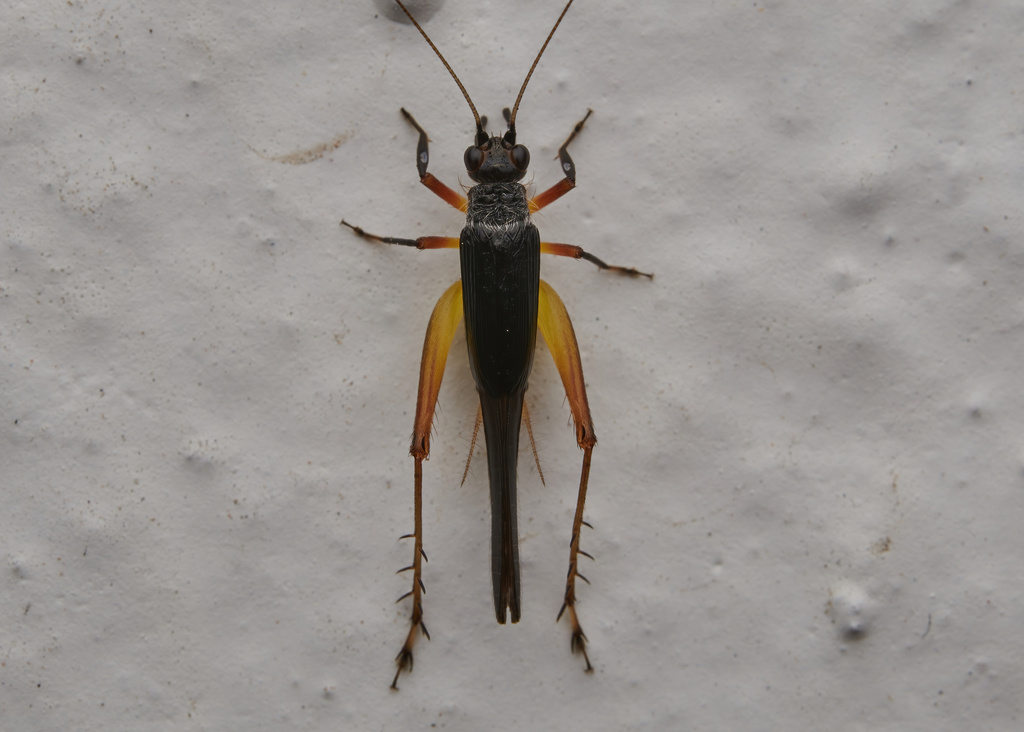 Trigonidium humbertianum