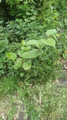 Reynoutria japonica