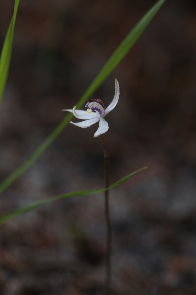 Caladenia saccharata