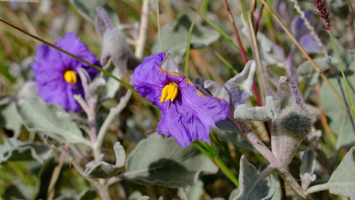 Image of Solanum lasiophyllum by (c) Peter Crowcroft, some rights reserved (CC BY)