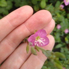 Oenothera rosea