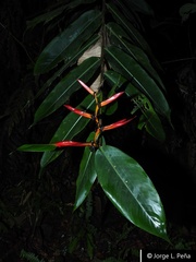 Heliconia schumanniana