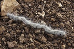 Thaumetopoea solitaria