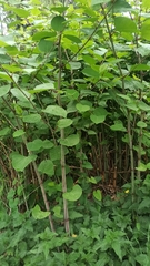 Reynoutria japonica