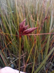 Bolboschoenus maritimus