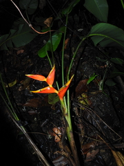Heliconia stricta