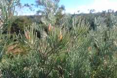 Adenanthos
