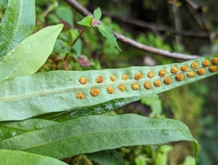 Lepisorus morrisonensis