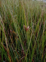 Bolboschoenus maritimus