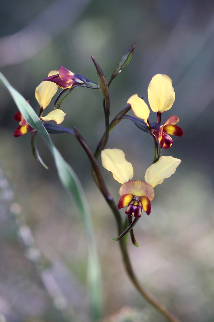Diuris corymbosa