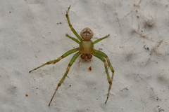 Bijoaraneus