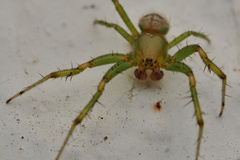 Bijoaraneus