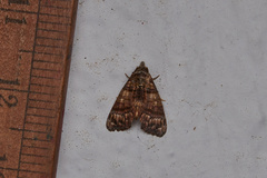 Chlumetia