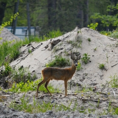 Capreolus