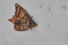 Chlumetia