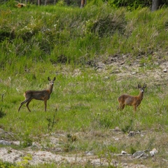 Capreolus