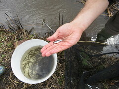 Leucaspius delineatus