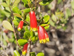 Nematolepis phebalioides