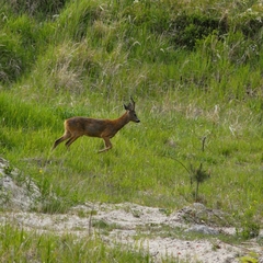 Capreolus