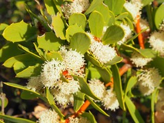 Hakea nitida
