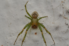 Bijoaraneus