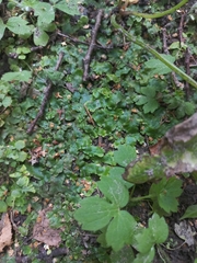 Conocephalum salebrosum