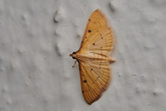 Herpetogramma basalis