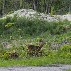 Capreolus