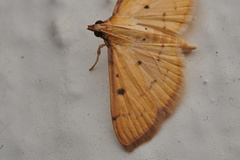 Herpetogramma basalis