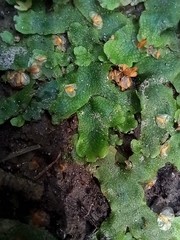 Conocephalum salebrosum