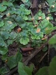 Conocephalum salebrosum